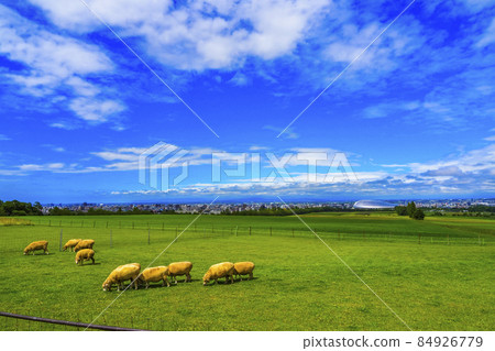 Hitsujigaoka Observatory Sheep Hokkaido Sightseeing Sapporo City 84926779