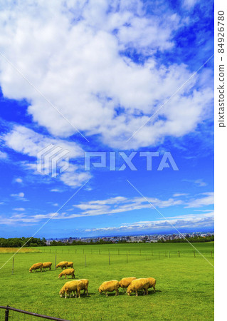 Hitsujigaoka Observatory Sheep Hokkaido Sightseeing Sapporo City 84926780