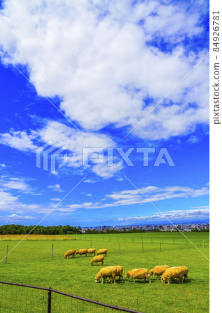 Hitsujigaoka Observatory Sheep Hokkaido Sightseeing Sapporo City 84926781