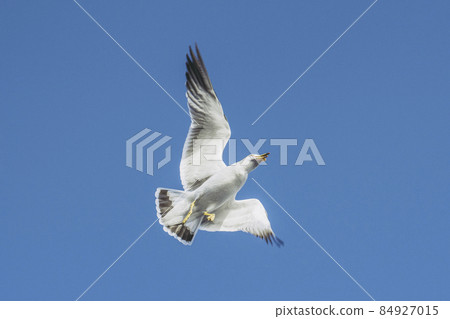 藍天和鳥類 藍天和鳥類 84927015