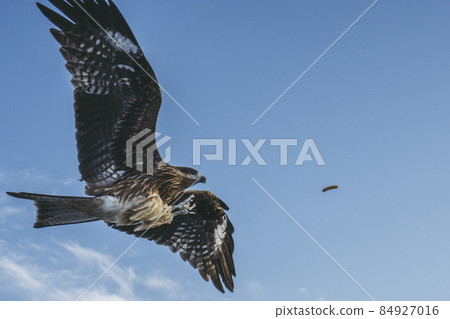 Fly in the sky 84927016