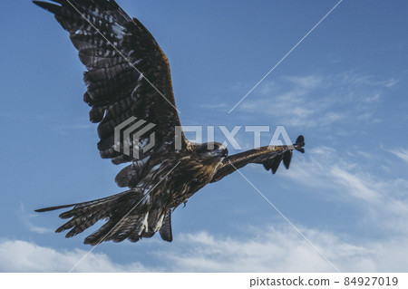 Fly in the sky 84927019