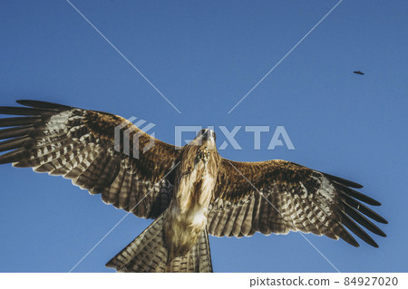 在天空中飛翔 在天空中飛翔 84927020