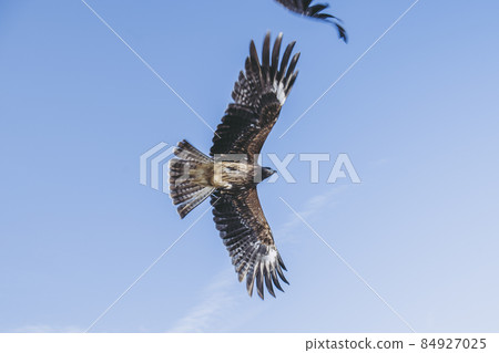 在天空中飛翔 在天空中飛翔 84927025