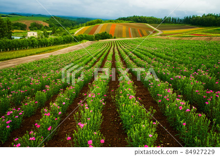 日本富良野花田 日本富良野花田 84927229