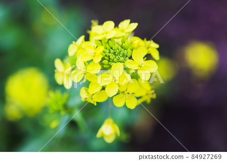 Rape blossom close-up 84927269
