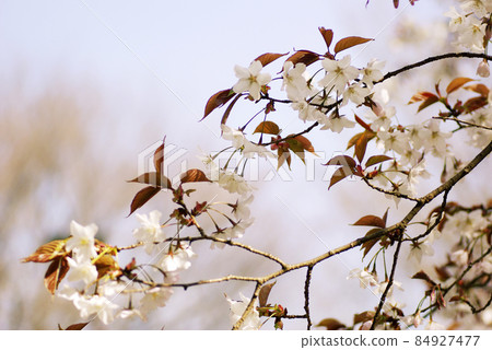 The flowering of cherry blossoms (wild cherry blossoms, wild cherry blossoms) is very smiling. 84927477