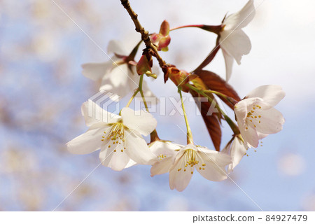 櫻花（野櫻花、野櫻花）的花開，笑得很燦爛。 84927479