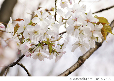 櫻花（野櫻花、野櫻花）的花開，笑得很燦爛。 84927490