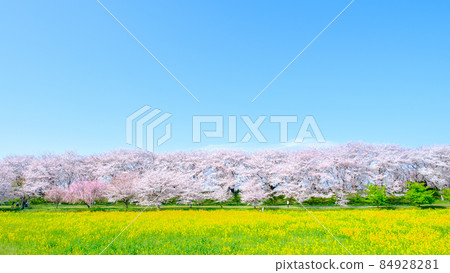 Gyodo神社 84928281