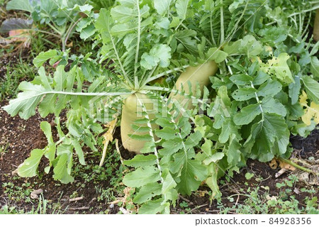 Radish cultivation Radish cultivation 84928356
