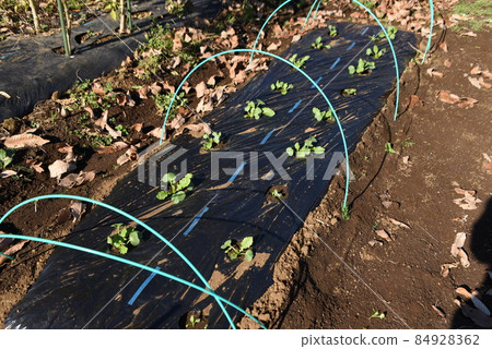 Radish cultivation Radish cultivation 84928362
