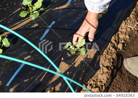 Radish cultivation Radish cultivation 84928363