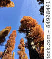 仰望井之頭公園的秋葉水杉 84928441