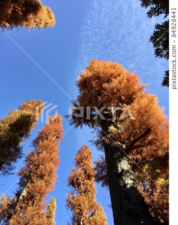 仰望井之頭公園的秋葉水杉 仰望井之頭公園的秋葉水杉 84928441