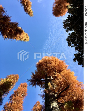 仰望井之頭公園的秋葉水杉 仰望井之頭公園的秋葉水杉 84928442