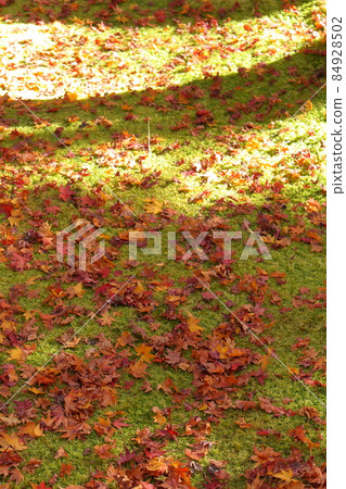 Fallen leaves  Fallen leaves  84928502