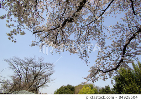 The branches of the cherry blossoms in full bloom shine in the blue sky and are beautiful 84928504