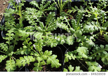 Nemophila growing from seeds 84928939