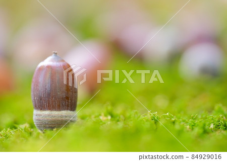 Compared to the back of the acorn, no, it has a unique character. 84929016