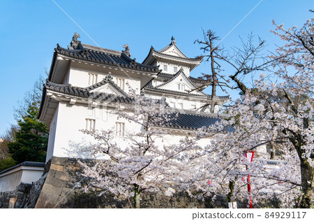 Ogaki Castle, Ogaki City, Gifu Prefecture-Sakura and castle tower- 84929117