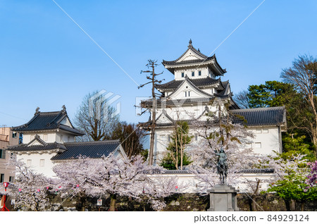 Ogaki Castle, Ogaki City, Gifu Prefecture-Sakura and castle tower- 84929124