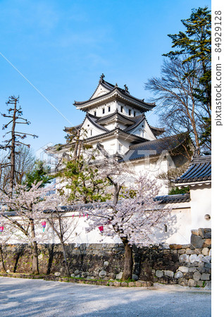岐阜縣大垣市大垣城-櫻花和天守閣- 84929128