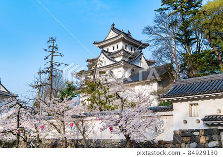 岐阜縣大垣市大垣城-櫻花和天守閣- 84929130