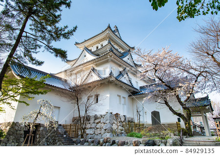 Ogaki Castle, Ogaki City, Gifu Prefecture-Sakura and castle tower- Ogaki Castle, Ogaki City, Gifu Prefecture-Sakura and castle tower- 84929135
