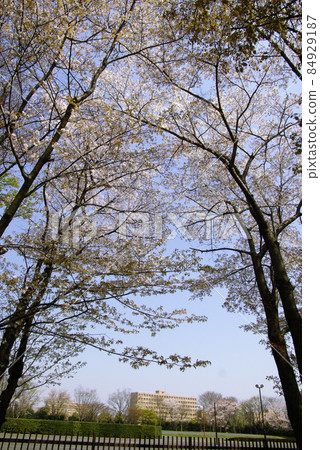 A smiley landscape where the cherry blossoms in full bloom are familiar to the life of the housing complex 84929187