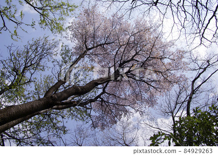 The scenery looking up at the wild cherry blossoms in the wooded area is interesting 84929263