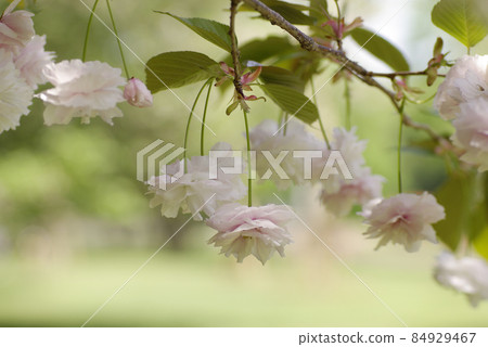 The light pink petals of Yae Sakura are soft and cute The light pink petals of Yae Sakura are soft and cute 84929467
