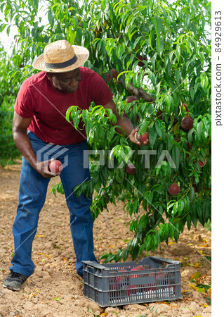 Concentrated african american farmer harvesting ripe peaches in garden 84929613