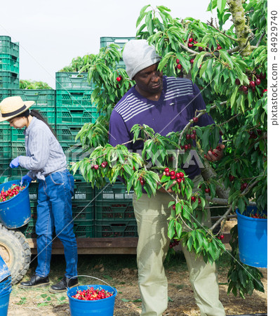 Male owner of citrus farm gathering harvest of ripe cherry Male owner of citrus farm gathering harvest of ripe cherry 84929740