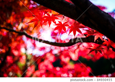 Autumn leaves of Ryusenji Temple in Okayama 84930455