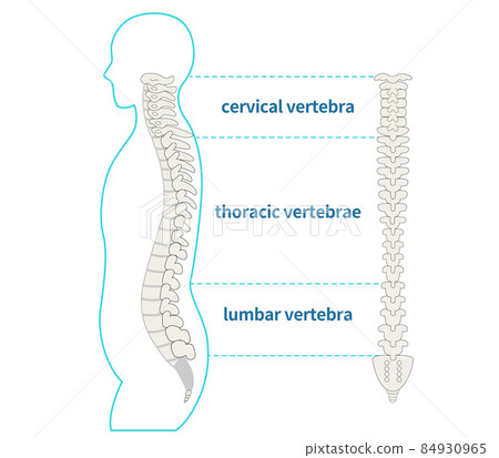 Illustration of the spine, spine and sideways human body 84930965