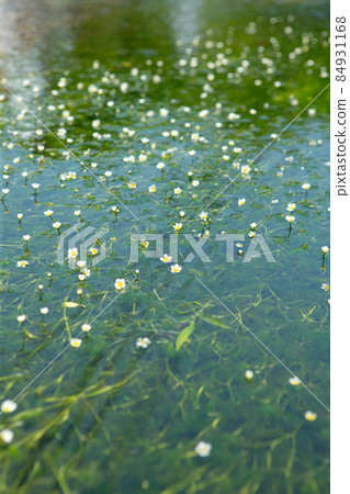 河面上的梅花藻 84931168