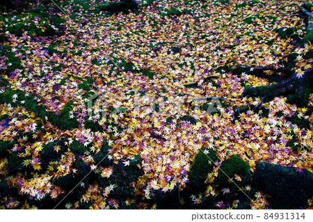 石川縣小松市那田寺院落的落葉 84931314