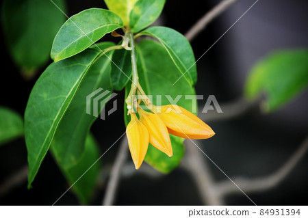 Hwanulyoa Hwanulyoa 84931394