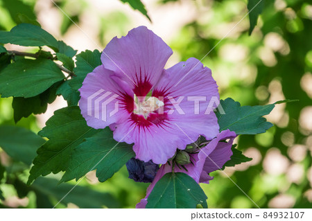 Pink flowers of Hibiscus moscheutos plant close-up. Hibiscus moscheutos, swamp hibiscus, 84932107