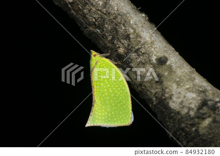 Fish moth hopper, Siphanta acuta, Satara, Maharashtra, India 84932180