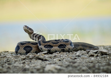 Russell Viper, Daboia russelii at Satara, Maharashtra, India 84932184