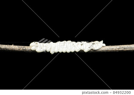 Eggs of lacewing fly insect in black background, Satara, Maharashtra, India 84932200