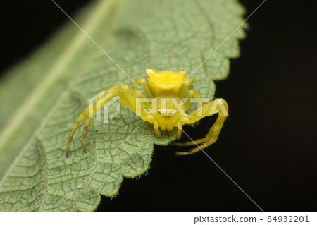 Yellow crab spider, Misumena vatia, Satara, Maharashtra, India Yellow crab spider, Misumena vatia, Satara, Maharashtra, India 84932201