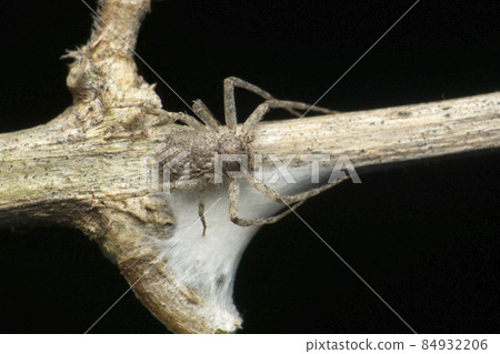 Grey Crab spider, Thomisus species, Satara, Maharashtra, India. Around 150 species described. Grey Crab spider, Thomisus species, Satara, Maharashtra, India. Around 150 species described. 84932206