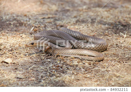Psammophis longifrons, the stout sand snake or long sand racer, Nashik, Maharashtra, India 84932211