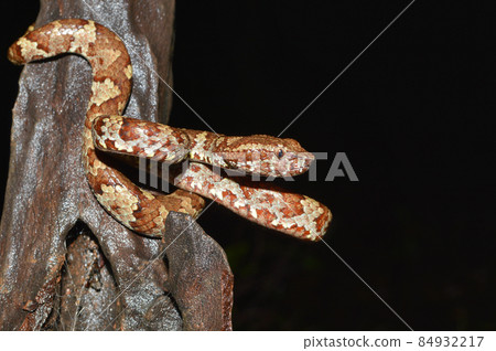 Brown morph of Malabar pit viper, Craspedocephalus malabaricus, Amboli Maharashtra, India Brown morph of Malabar pit viper, Craspedocephalus malabaricus, Amboli Maharashtra, India 84932217