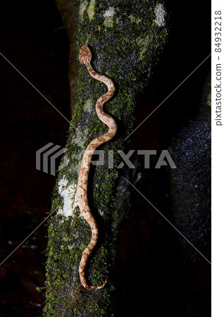 Brown morph of Malabar pit viper, Craspedocephalus malabaricus, Amboli Maharashtra, India Brown morph of Malabar pit viper, Craspedocephalus malabaricus, Amboli Maharashtra, India 84932218