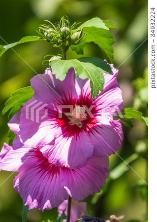 Pink flowers of Hibiscus moscheutos plant close-up. Hibiscus moscheutos, swamp hibiscus, 84932224