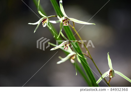 帶著高貴香氣的坎蘭 帶著高貴香氣的坎蘭 84932368